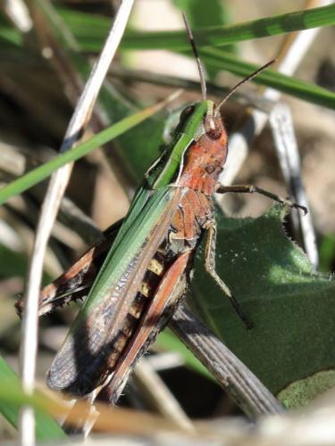 Omocestus rufipes
